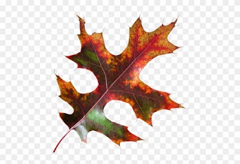 Feuille - Maple Leaf