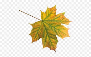 Feuilles / Automne - Maple Leaf