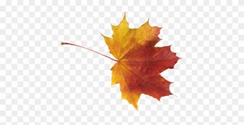 Feuilles - Autumn Leaf Png