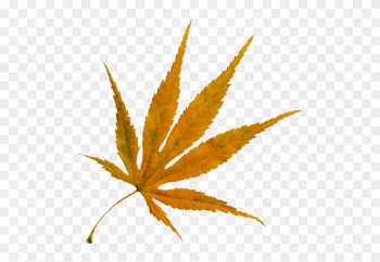 Feuilles D'automne - Autumn Leaf Color