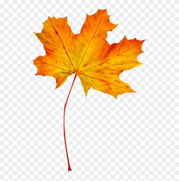 Feuilles D'automne Png - Maple Leaf