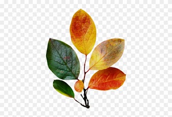 Feuilles D'automne Série - Leaf