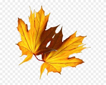 Feuilles - Maple Leaf