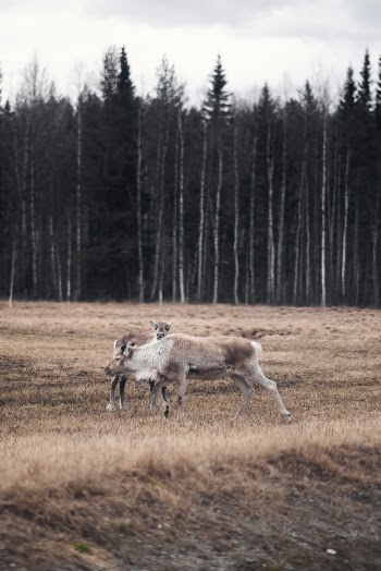 Few creatures in this world are as cute as a reindeer calf. 
This curious little one hid behind it's mum, but couldn't help but look at the camera. Can't risk missing anything!