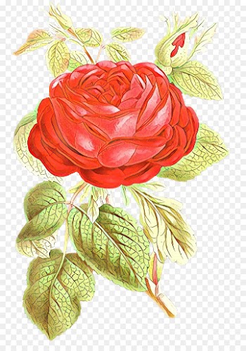 Fial, Garden Roses, Flower PNG