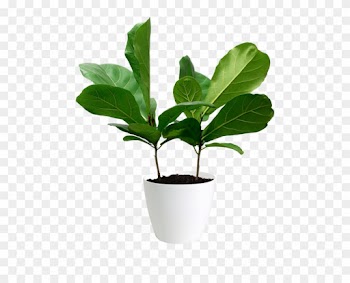 Fiddle-leaf Fig