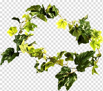 Fiddle-leaf fig Branch Houseplant Tree, Leaf transparent background PNG clipart