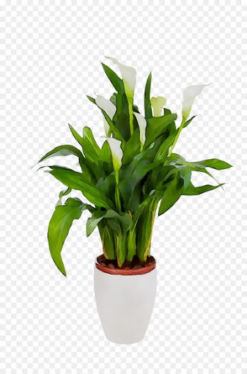 Fiddle-leaf fig Common fig Plants Houseplant Cut flowers -  