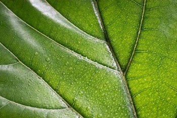 Fiddle Leaf Fig Detail