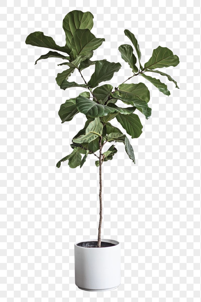 Fiddle leaf fig plant png | Free PNG - rawpixel