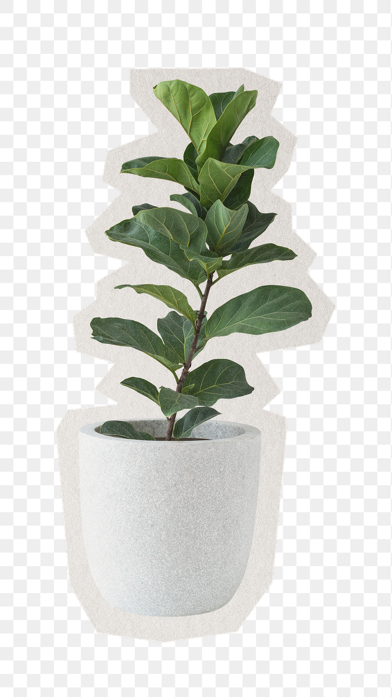 Fiddle-leaf fig png plant sticker, | Free PNG - rawpixel