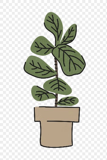 Fiddle leaf fig png sticker, | Free PNG - rawpixel
