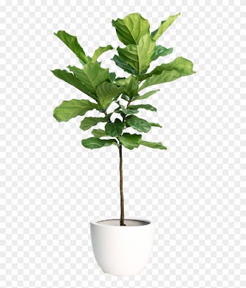 Fiddle Leaf Fig Tree - Loomstead Linen Duvet Set - White, King