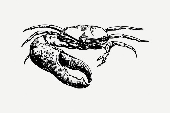 Fiddler crab clipart, vintage sea | Free PSD Illustration - rawpixel