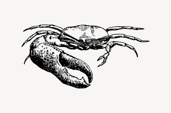Fiddler crab drawing, vintage sea | Free Vector Illustration - rawpixel