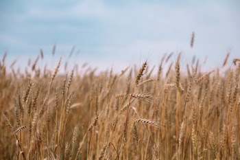 field