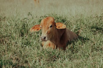 field animal countryside agriculture