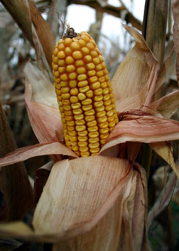 field_corn_001.jpg