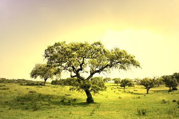 field landscape with trees at sunset