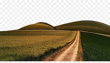 field natural landscape grass hill grass family