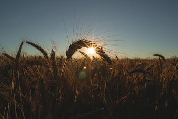 Field of barley