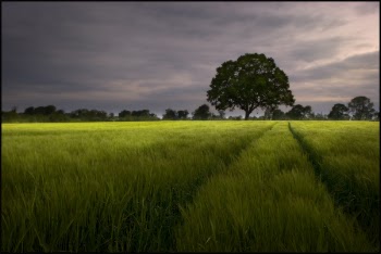 Field_of_Barley_copy.jpg