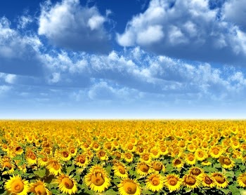 field of blooming sunflowers