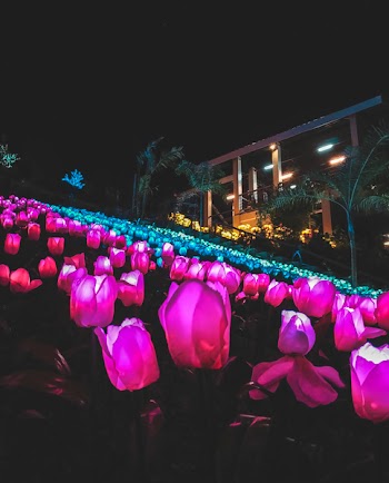 Field of Blue and Pink Tulips