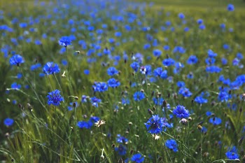Field of cornflowers 2