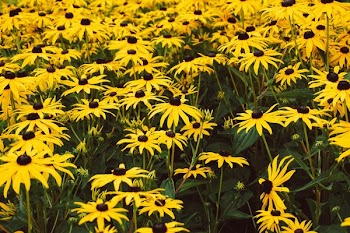 Field Of Daisies
