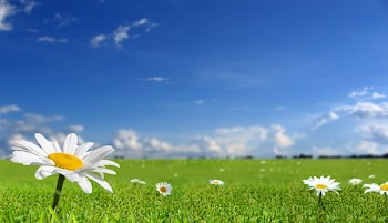 Field of daisies on the sky