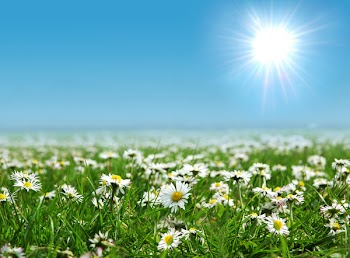 Field of daisies with bright sun on the sky