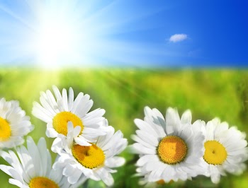 Field of daisies with bright sun on the sky