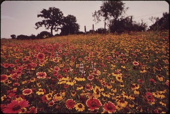 Field of Flowers. Original public | Free Photo - rawpixel