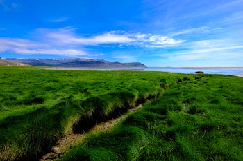 Field of Green Plants