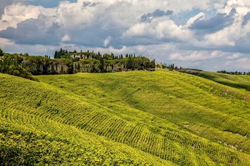field of green tea plant taken at daytime