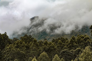 Field of Green Trees