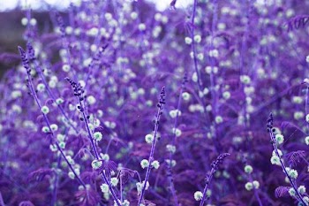 field of lavender