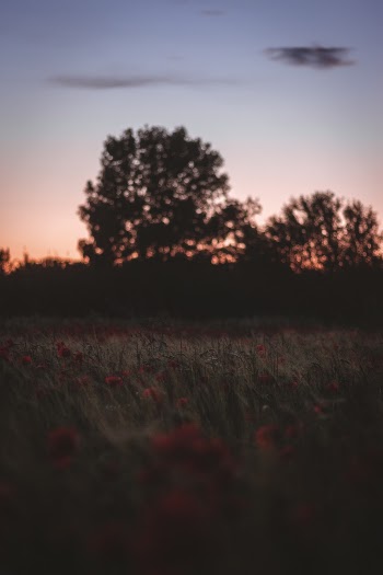 Field of poppies during sunset ; 
For more pictures: instagram.com/_blrguillaume
contact: bleyerguillaume@gmail.com