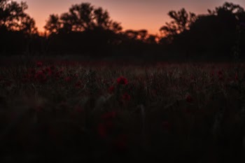 Field of poppies during sunset ; 
For more pictures: instagram.com/_blrguillaume
contact: bleyerguillaume@gmail.com
