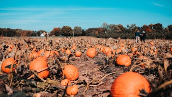Field Of Pumpkins