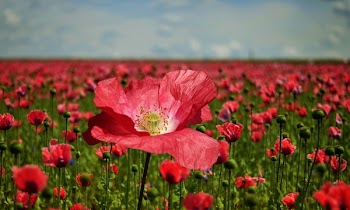 Field of Red Petaled Flowers