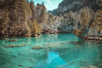 Field of Trees Near Body of Water