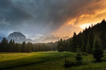 field of trees near grass