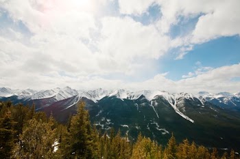 field of trees near mountain range
