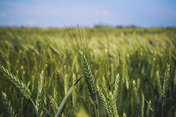 Field of triticale