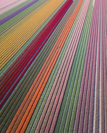 Field of tulips in the Netherlands.