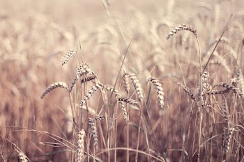 field of wheat