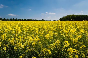 Field of Yellow Petaled Flower