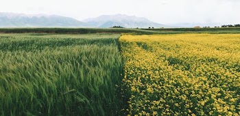field of yellow petaled flowers